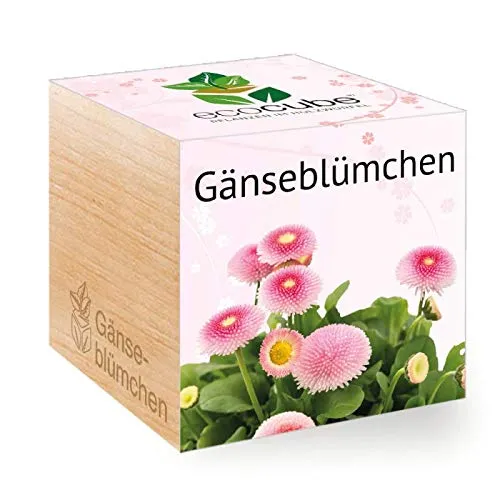 nawemo-ersatz-pflanzw-rfel-f-r-ecocube-g-nsebl-mchen image 1