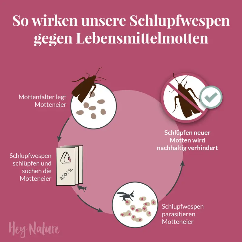hey-nature-schlupfwespen-gegen-lebensmittelmotten image 2