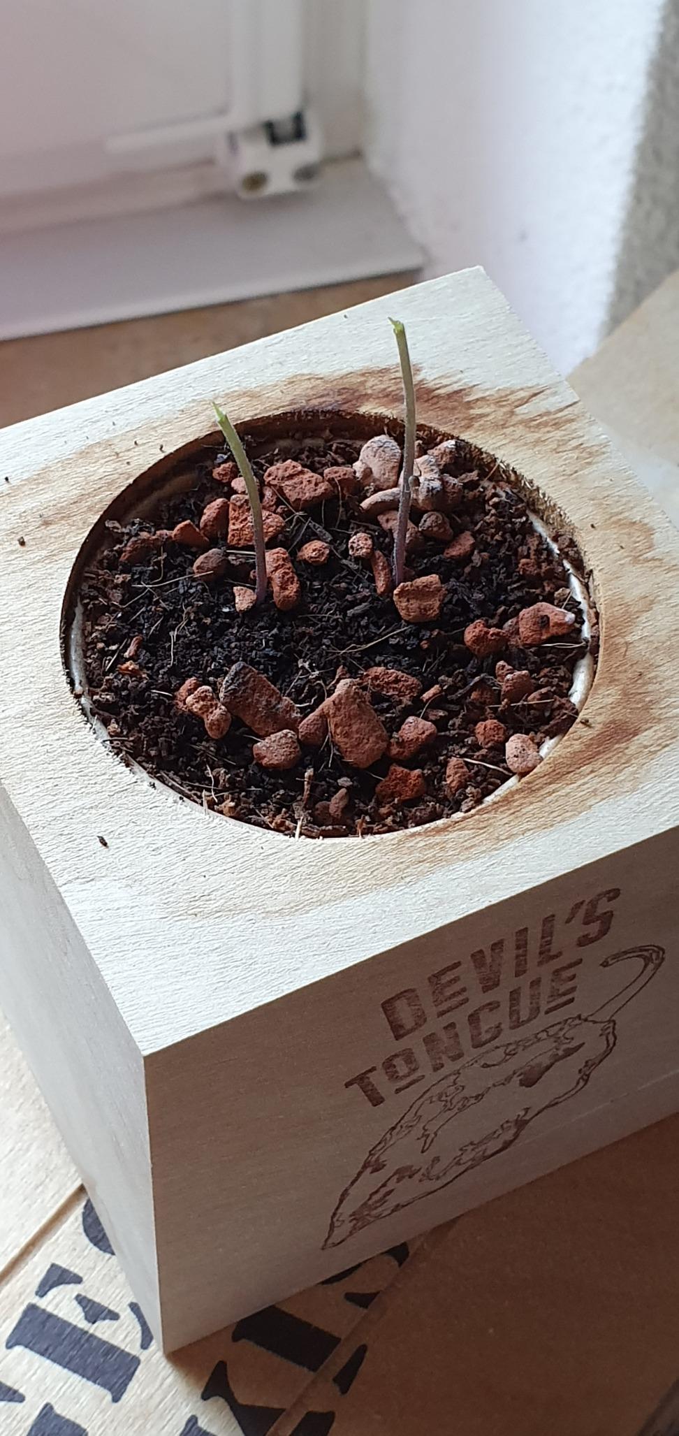 Perfekt für meinen zweiten Versuch